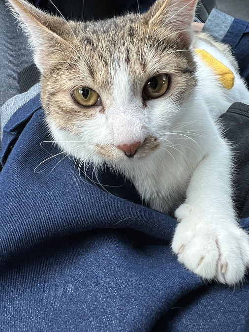 11月17日　通院3回目