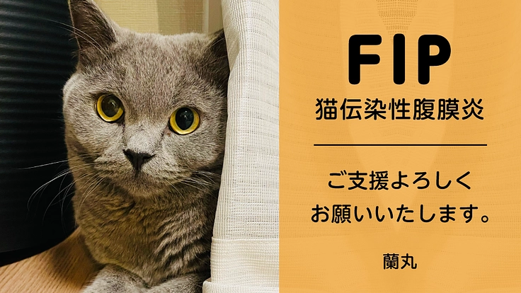 猫伝染性腹膜炎（FIP）の治療にご支援、ご協力をお願いいたします。