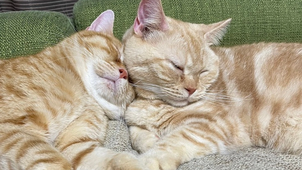 【170万円突破！】ボランティアスタッフによる応援リレーVol1