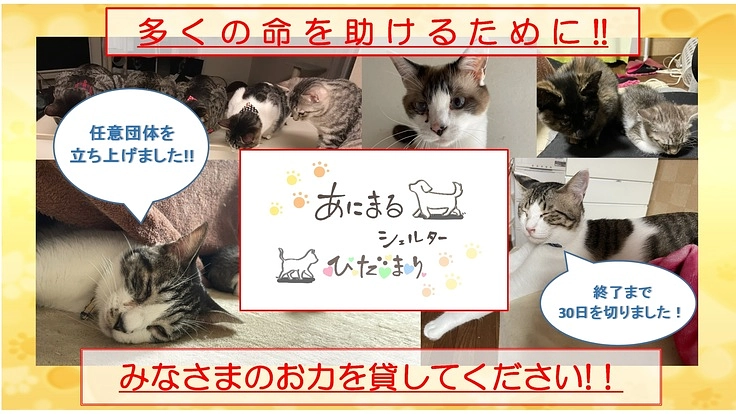 保護犬、保護猫たちのために、安心して暮らせるシェルターを作りたい！