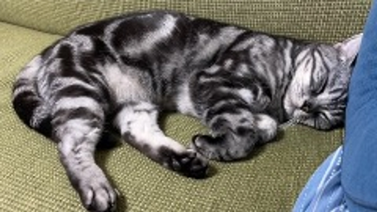 本日の銀時(投薬残り4日)