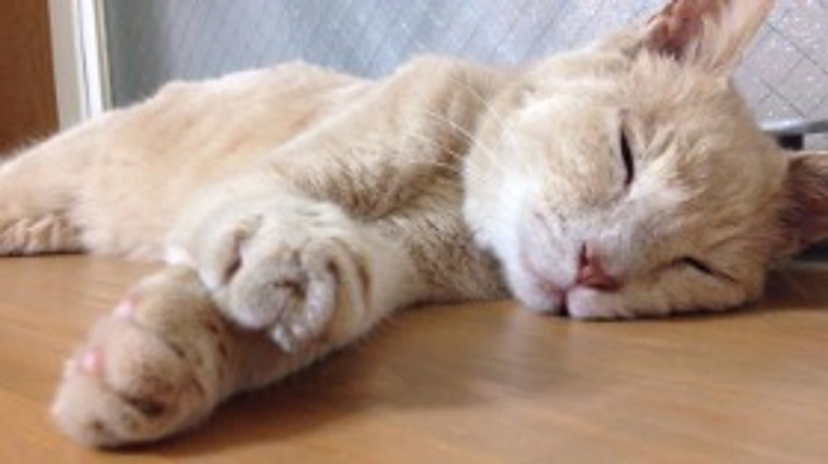 エイズ発症し口内炎で口がぐちゃぐちゃの野良猫