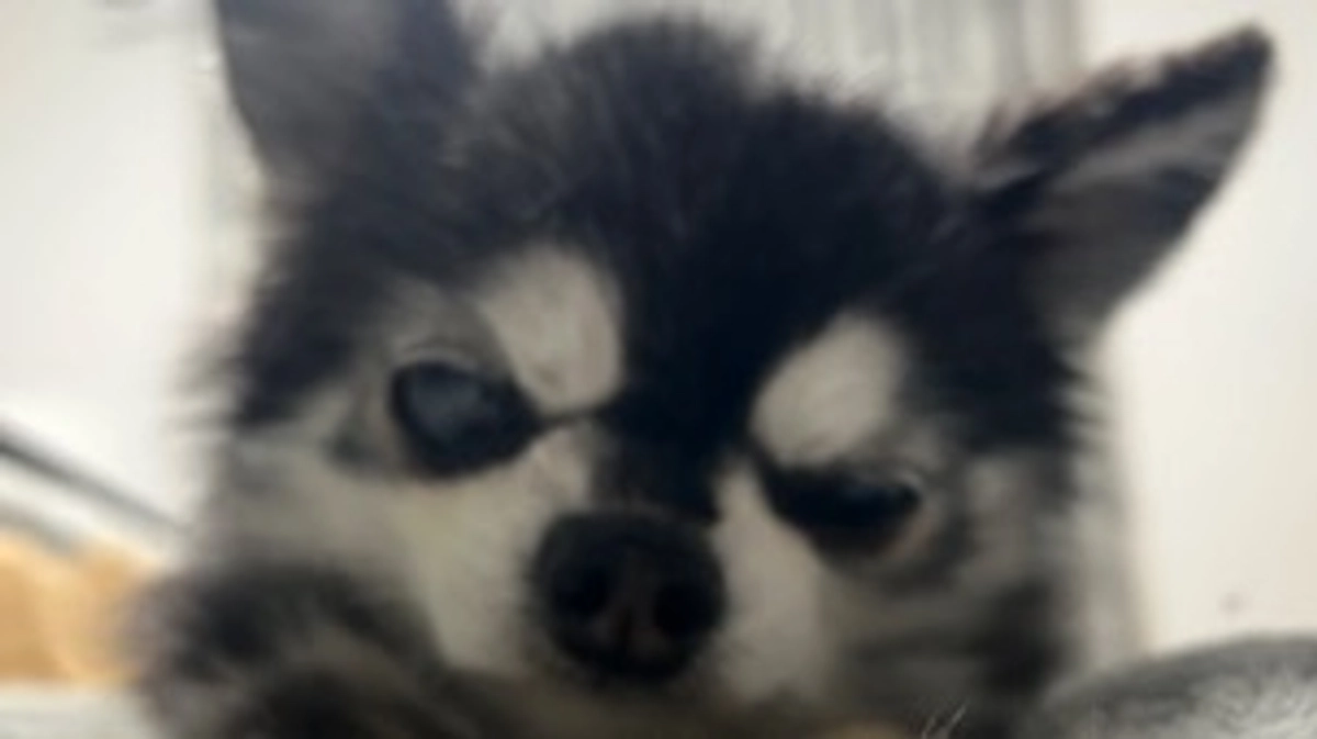 プッチは今日も頑張ってます