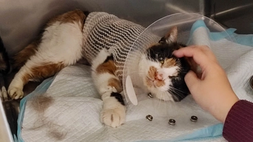 12歳の腎不全の猫  尿管閉塞の手術に耐えた猫リブを助けてください のトップ画像