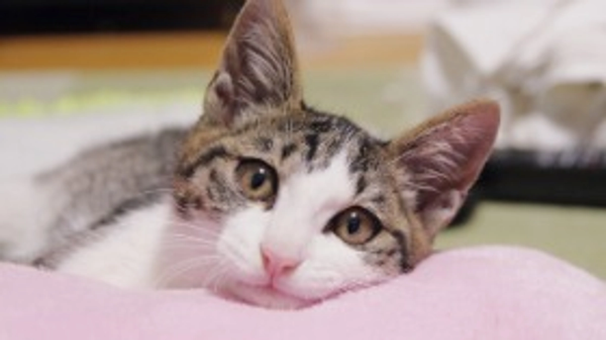 マンスリーサポーターを募集いたします。