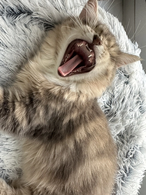 クラウドファンディング【5日目】