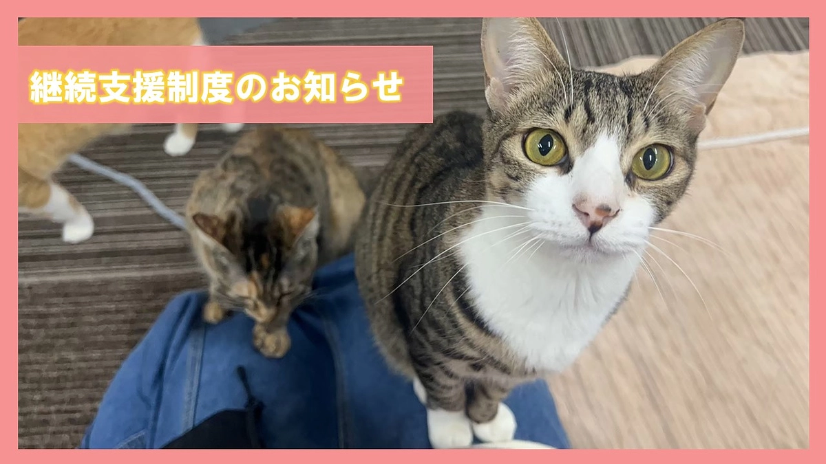 【継続支援制度】にゃんこ応援隊　～2024年04月1日　始動～