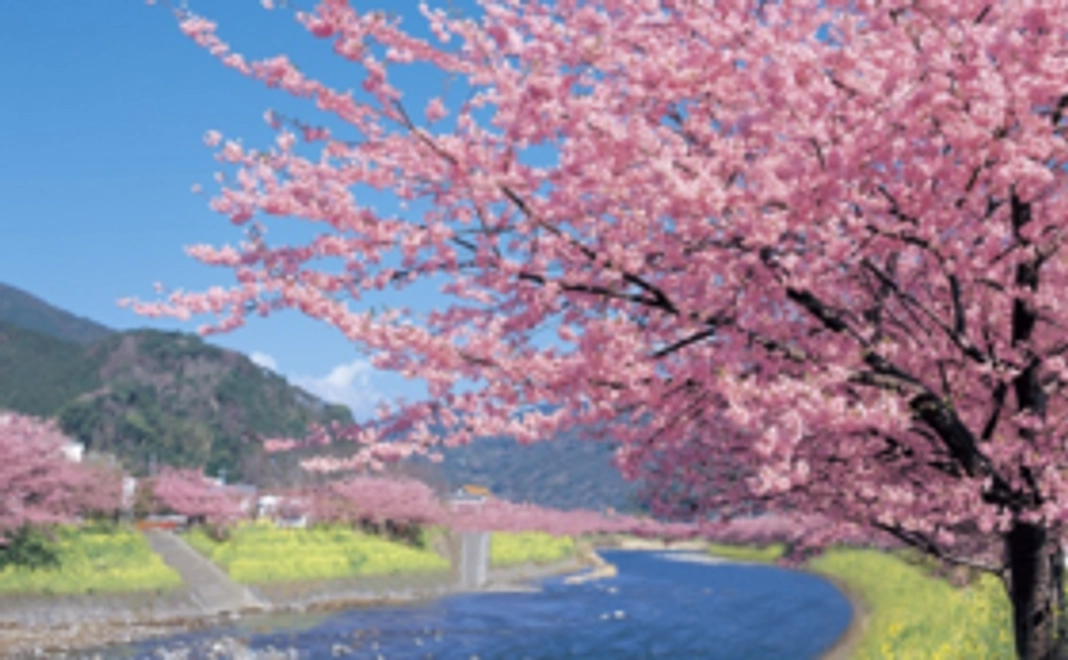 【学生限定】お花見バーベキュープロデュース権