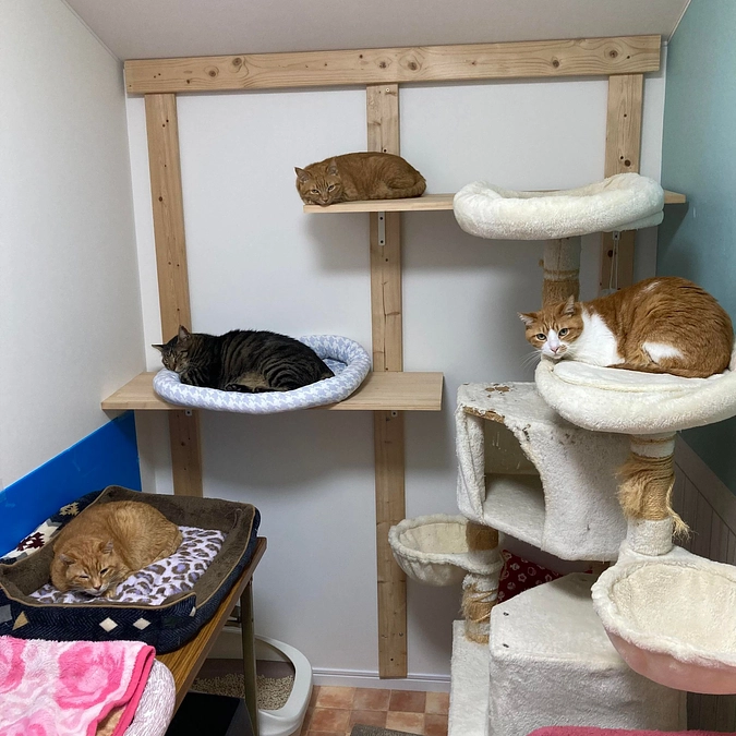 5匹のニャンコたちが新部屋にお引越ししました！