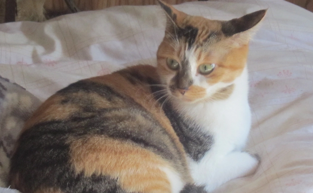 7000円コース／お礼メール