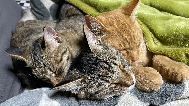 飼い主がお亡くなりになった猫達をすくいたい