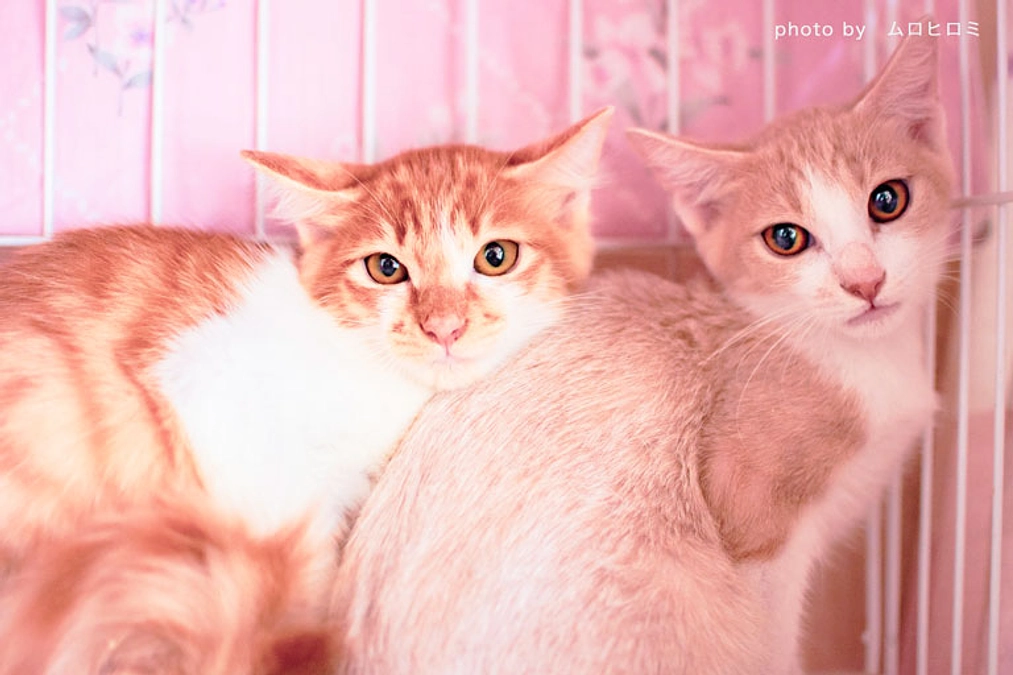 ご寄付頂いた皆様へ。「アニドネ緊急支援基金」の活動報告レポートをお送りいたしました。