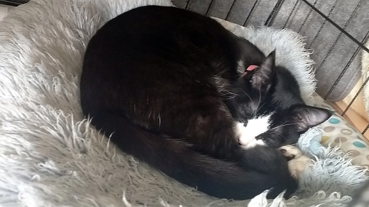 FIP治療（発症：生後5か月）りくへのご支援をお願いします。