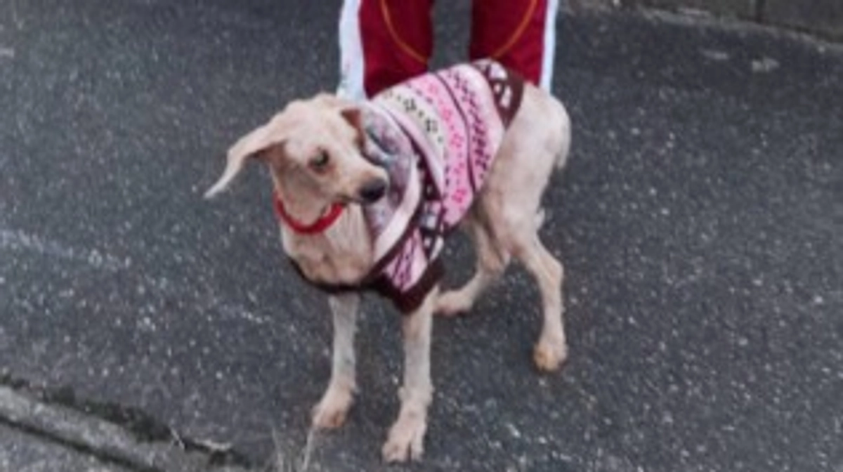 【メッセージリレー#７】ボランティアの安川由香さん、福田和恵さんからメッセージをいただきました。