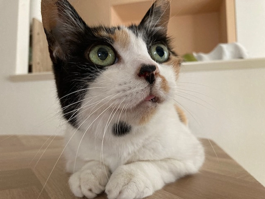 【残り5日】ネクストゴール挑戦中！