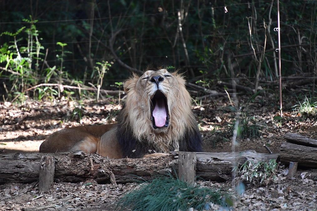 動物との出会いを通じて豊かな地球が理解され、未来に繋がっていく