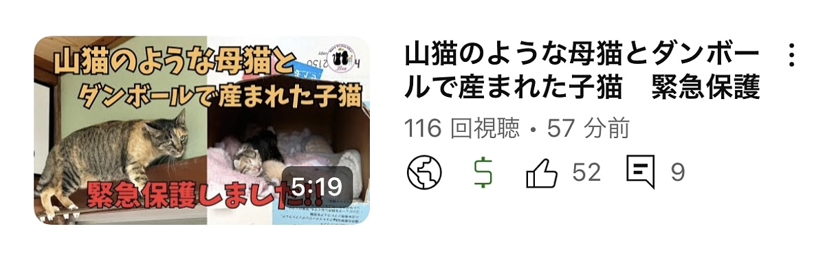 山猫のような母猫と子供の保護記録
