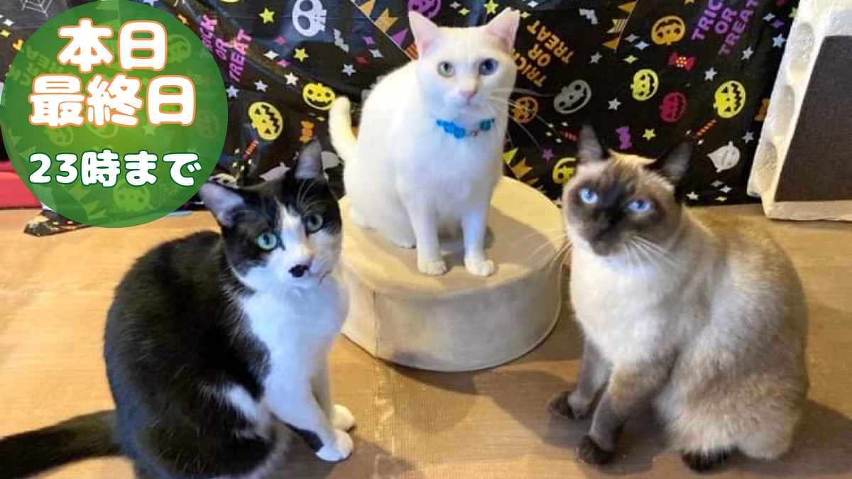 本日、クラウドファンディング最終日。23時まで！