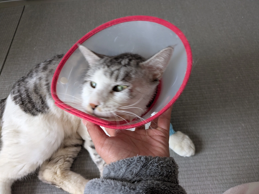 ［ぎんちゃん］手術延期へ