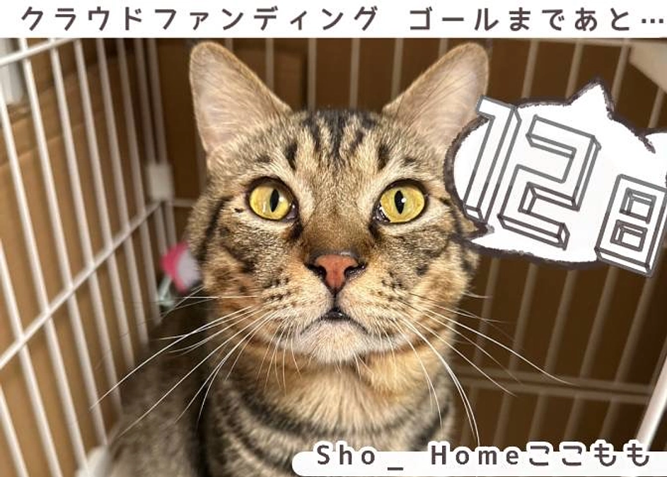 クラウドファンディング残り12日！！