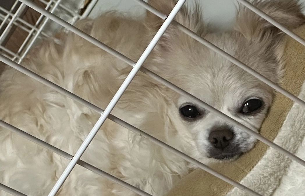 代理支援も承っております。。