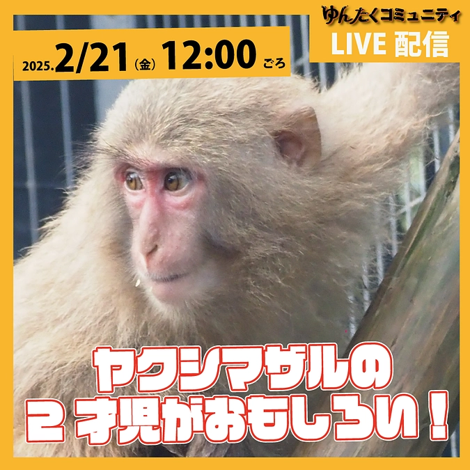 ゆんたくコミュニティ限定ライブ配信「ヤクシマザルの2才児がおもしろい！」