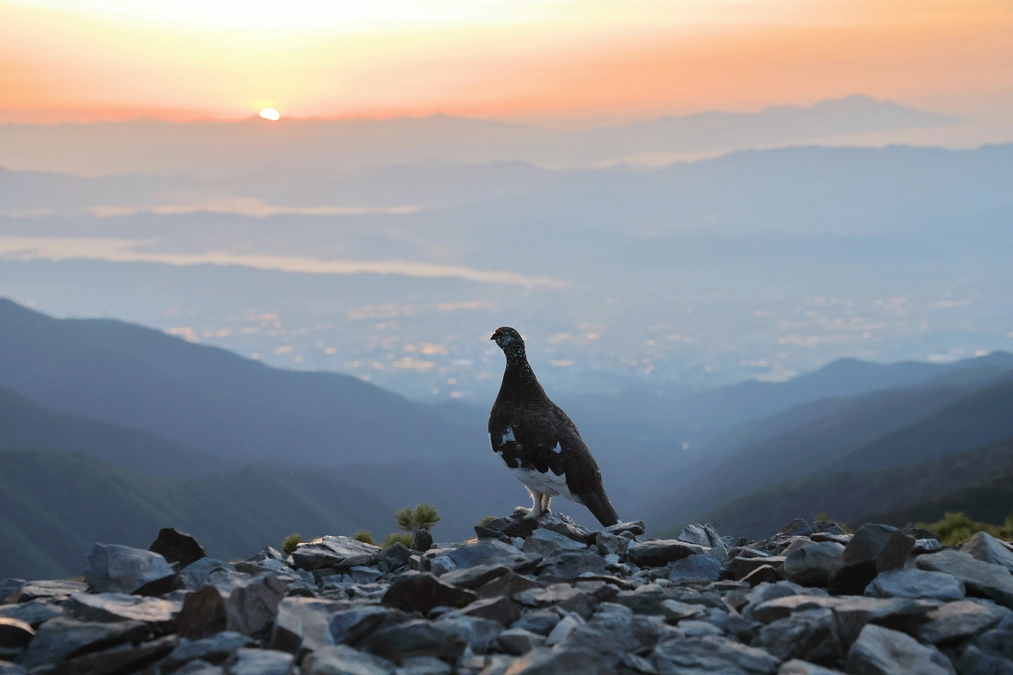 信州からライチョウや山の自然を守るためのアクションを