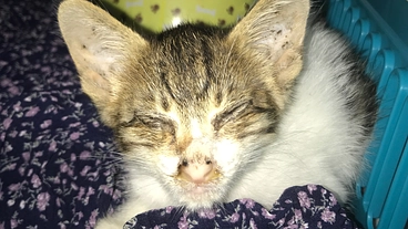 台風の前に弱って母猫に見捨てられた子猫を助けたい のトップ画像