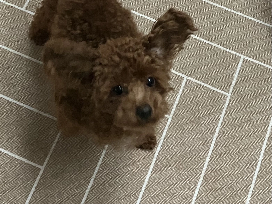 手術1回目完了のご報告（左脚）