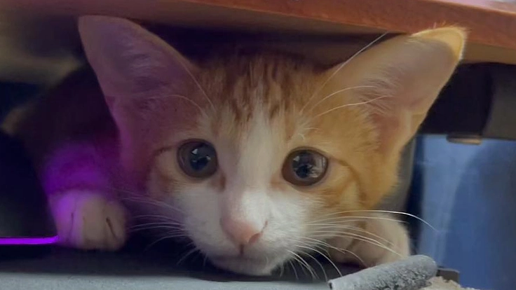 2歳の肥大型心筋症と闘病中の愛猫ぷちを助けてください。