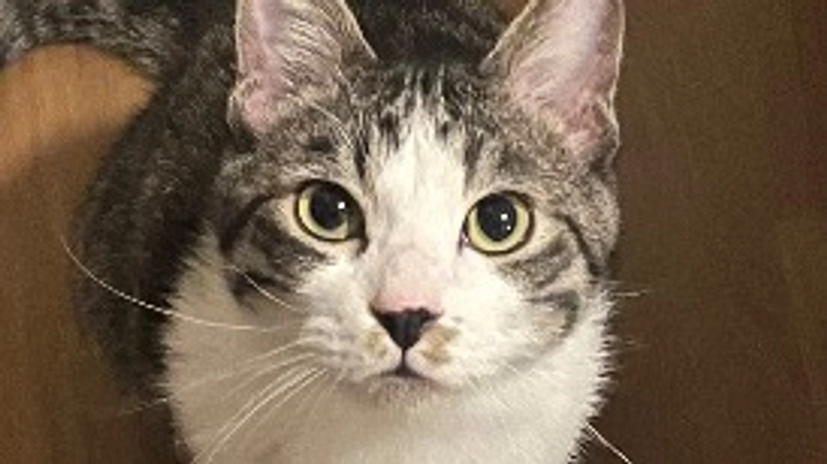 次の日曜日には