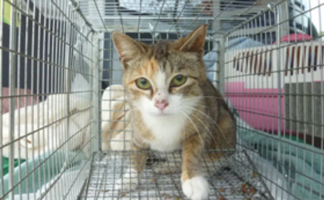 一匹の野良猫さんの不妊手術費用になります