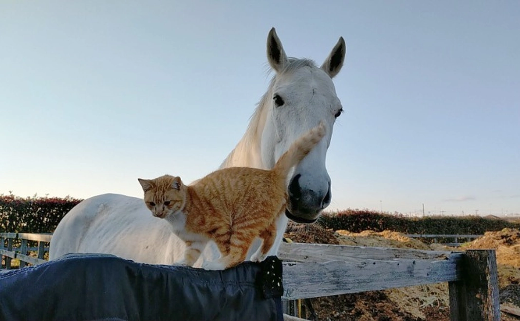 【リターン不要の方向け】全力応援コース｜1万円