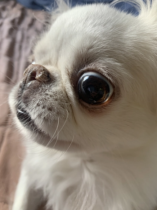 残り39日🐶‼️