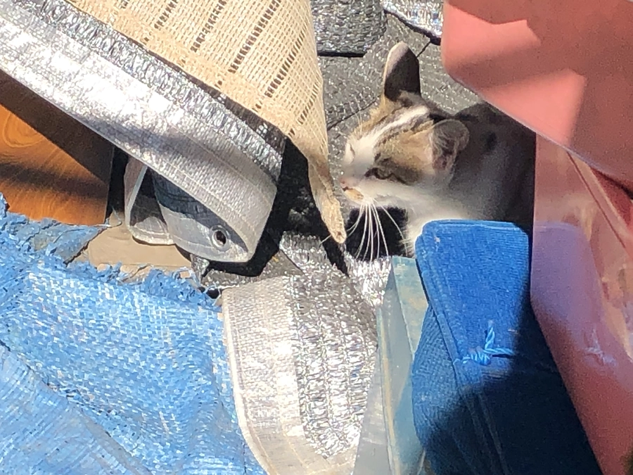 最終日の記事を下書きしました。