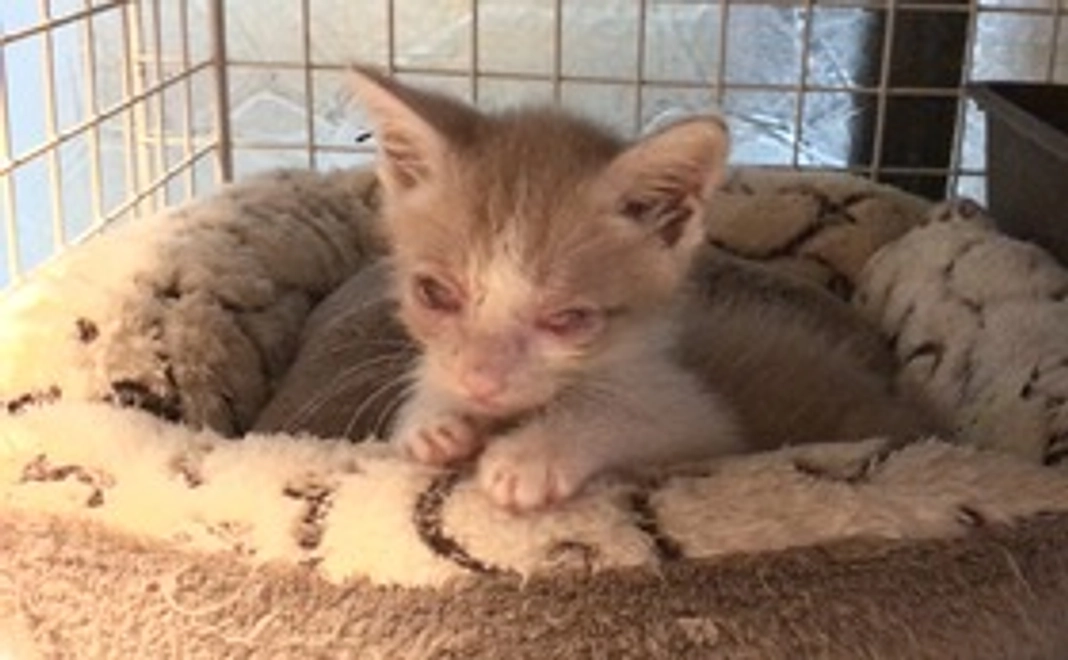 石垣島の猫達応援コース5000