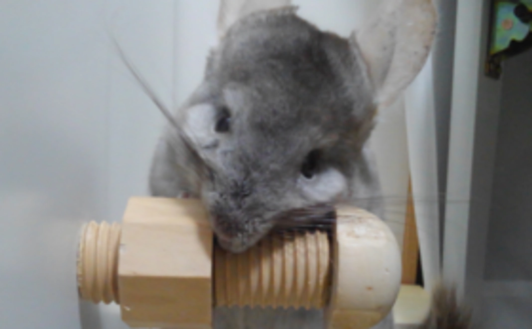 【グッズで応援！】協会オリジナルステッカー & ボールペン