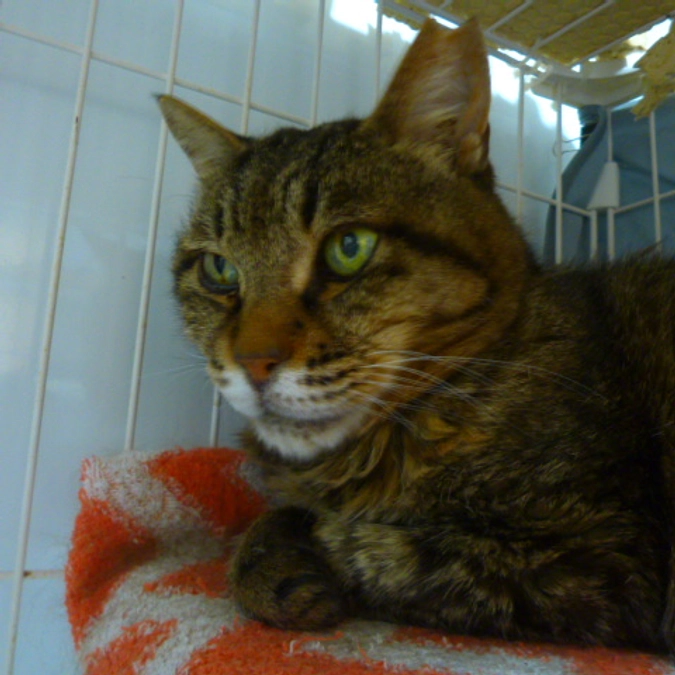 在籍猫紹介【リス君】