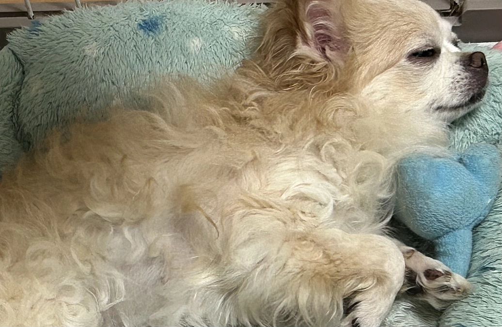 クラウドファンディング残り9日となりました！