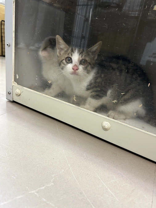 今日も子猫がきました。