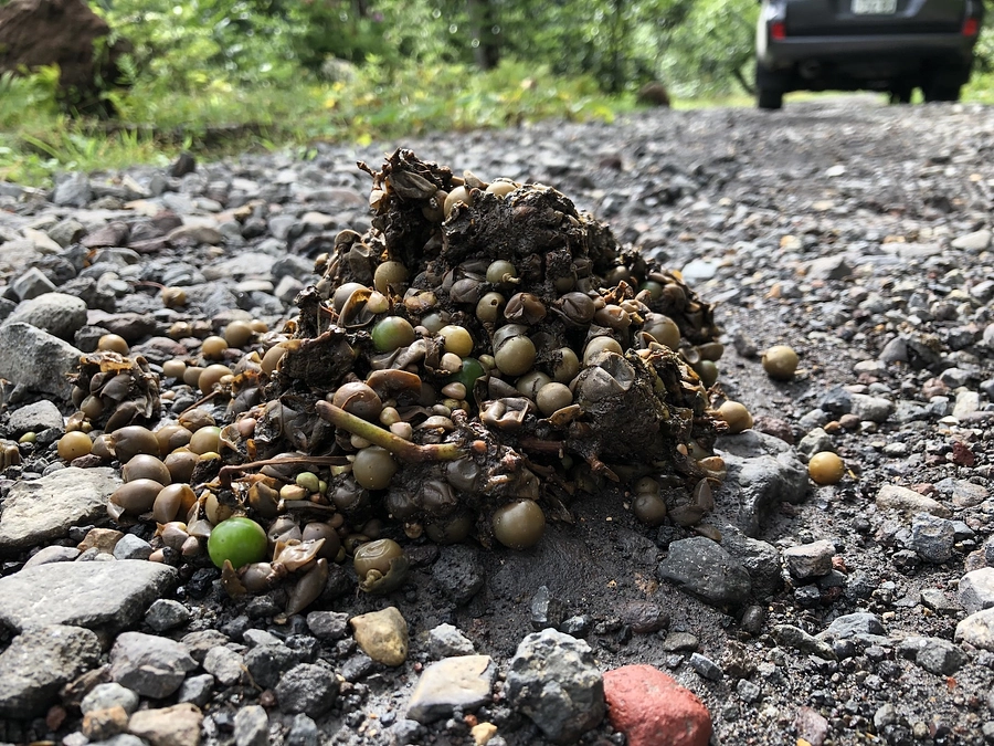 2023年の知床半島ヒグマ事情