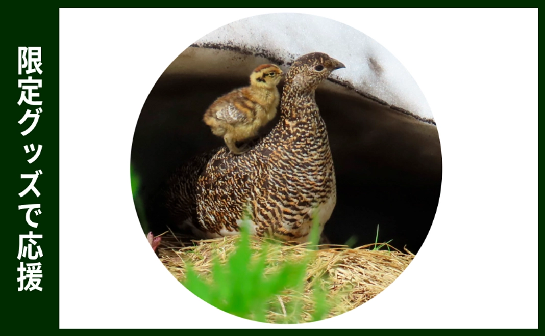 限定グッズで応援｜ライチョウのオリジナル缶バッジ