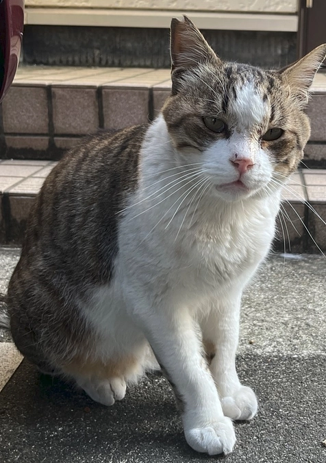 【活動報告】TNRM組の子の怪我治療について