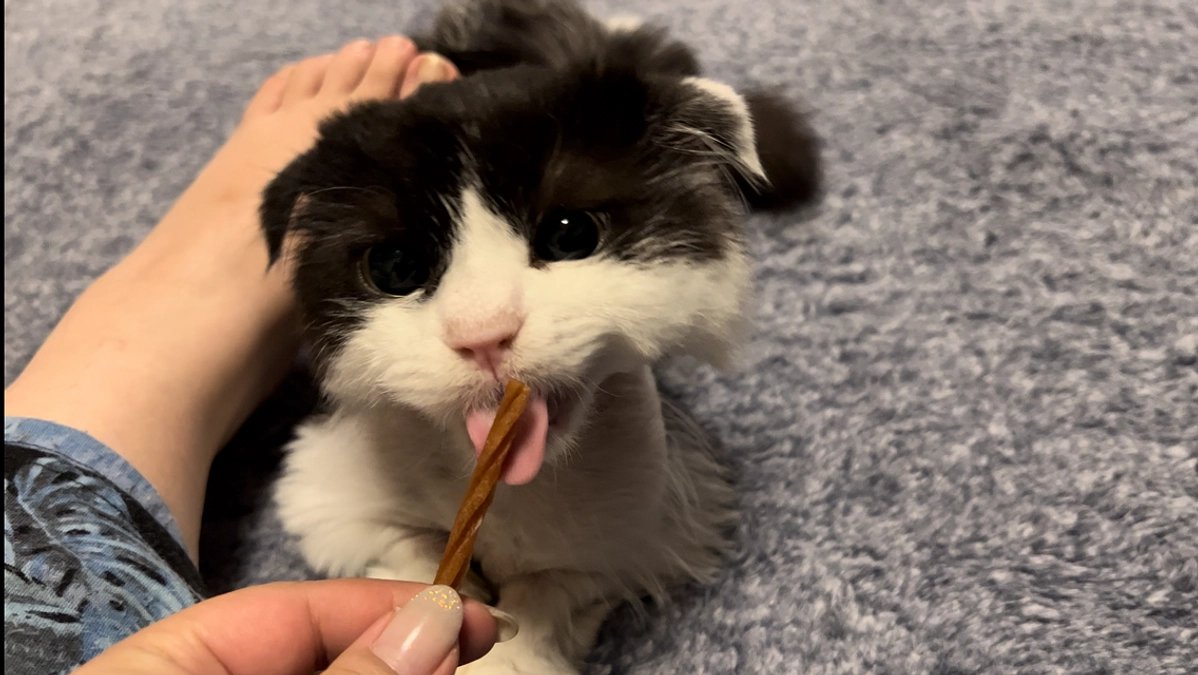 11/5のテオくんの様子と日常