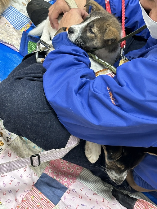 月に一度の島忠譲渡会