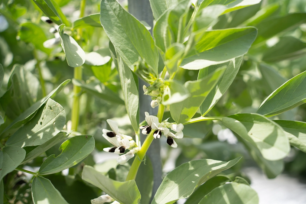 【野菜栽培レポート】そら豆と絹かわなすのちょっと前のご様子