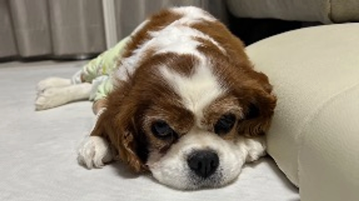 プロジェクト始動しました！