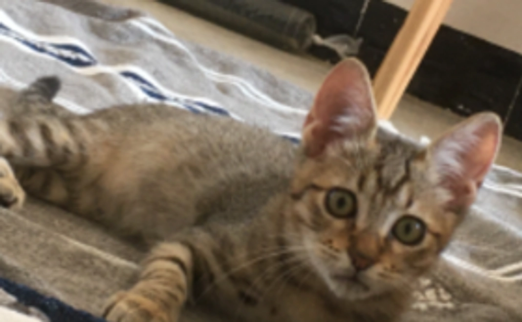 アトラ頑張れ！応援コース1000