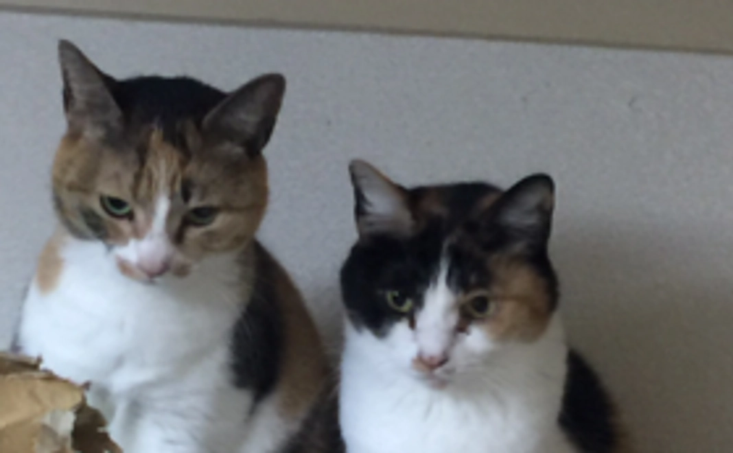 お礼のメール、くみんの画像