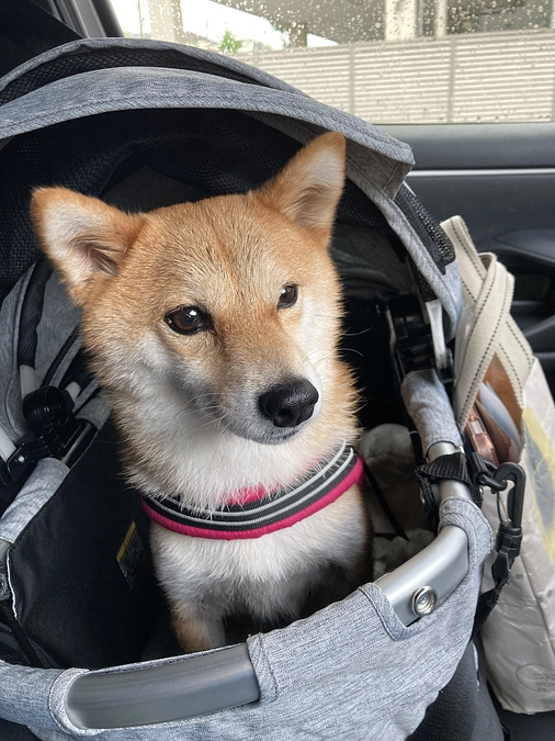 今回は大量のオシッコ！【終了まで7日】